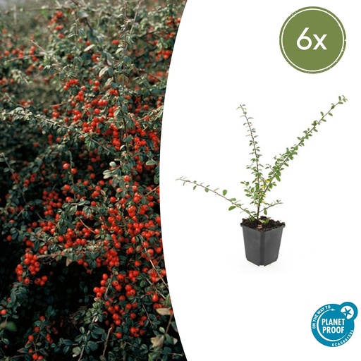"6x Cotoneaster suec. 'Coral Beauty' - ↕10-25cm - Ø9cm image"