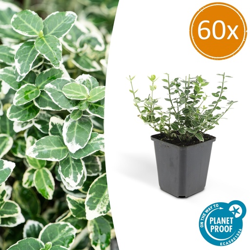 "60x Euonymus fort. 'Emerald Gaiety' - ↕10-25cm - Ø9cm image"
