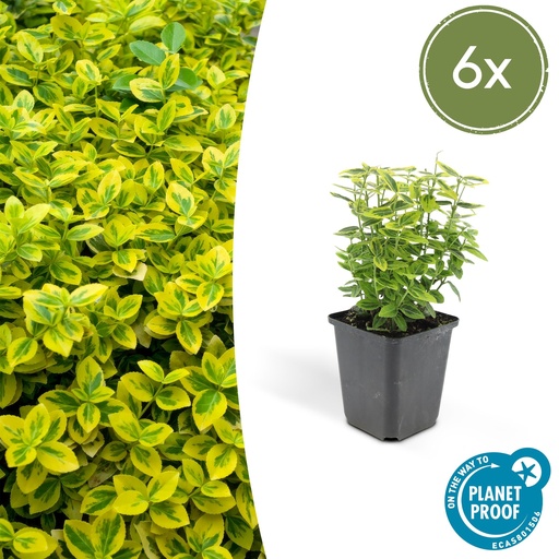 "6x Euonymus fort. 'Smaragd und Gold' - ↕10-25cm - Ø9cm image"