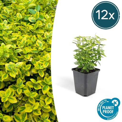 "12x Euonymus fort. 'Emerald 'n Gold' - ↕10-25cm - Ø9cm image"