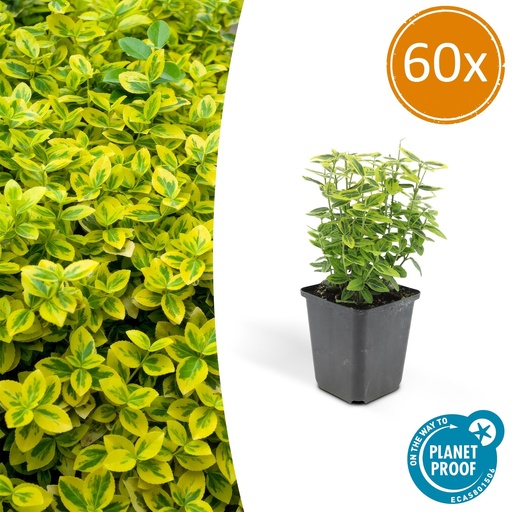 "60x Euonymus fort. 'Emerald 'n Gold' - ↕10-25cm - Ø9cm image"