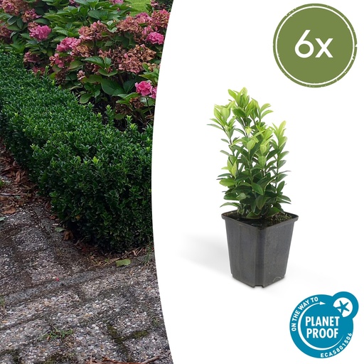"6x Euonymus jap. Grüne Spitze - ↕10-25cm - Ø9cm image"