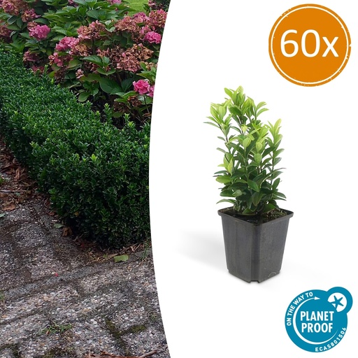 "60x Euonymus jap. Grüne Spitze - ↕10-25cm - Ø9cm image"