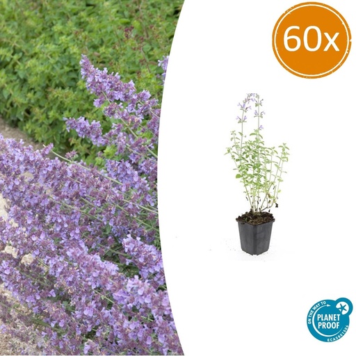 "60x Nepeta 'Walker's Niedrig' - ↕10-25cm - Ø9cm image"