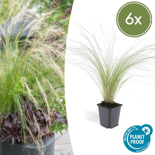 "6x Stipa tenuissima 'Pferdeschwänze' - ↕10-25cm - Ø9cm image"