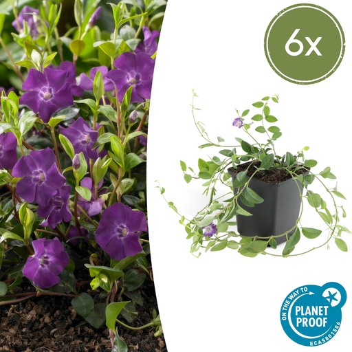 "6x Vinca minor 'Atropurpurea' - ↕10-25cm - Ø9cm image"