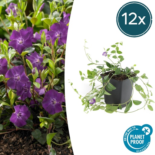 "12x Vinca minor 'Atropurpurea' - ↕10-25cm - Ø9cm image"