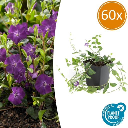 "60x Vinca minor 'Atropurpurea' - ↕10-25cm - Ø9cm image"