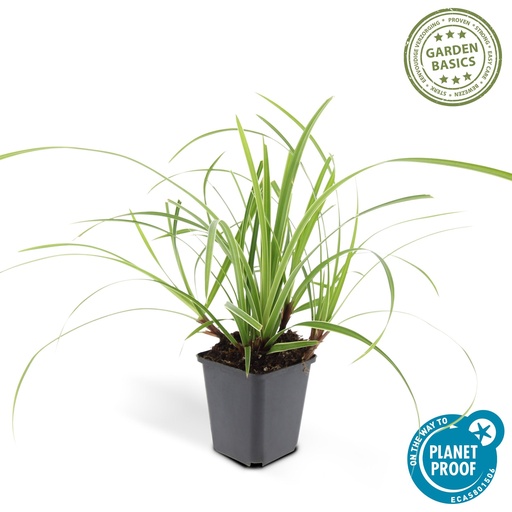 "Carex morrowii 'Ice Dance' - ↕10-25cm - Ø9cm 1x image"