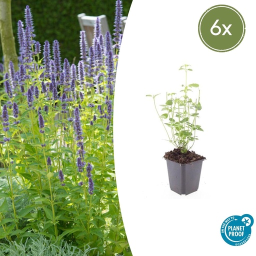 "6x Agastache 'Schwarz Natter' - ↕10-25cm - Ø9cm image"
