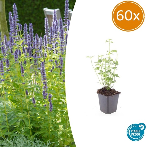 "60x Agastache 'Schwarze Natter' - ↕10-25cm - Ø9cm image"