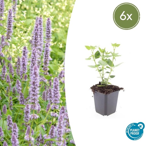 "6x Agastache 'Blau Glück' - ↕10-25cm - Ø9cm image"