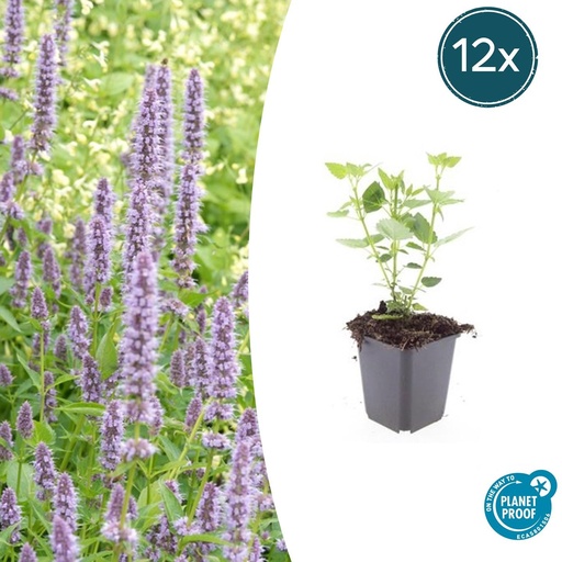 "12x Agastache 'Blau Glück' - ↕10-25cm - Ø9cm image"