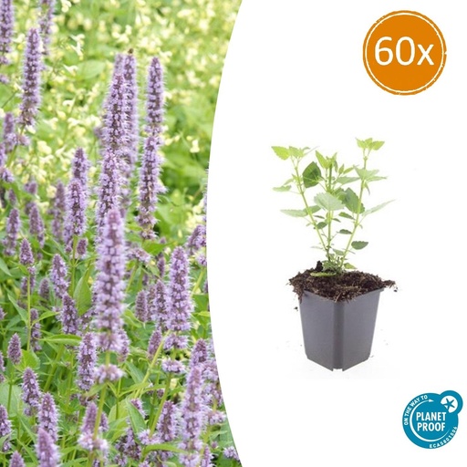 "60x Agastache 'Blaues Glück' - ↕10-25cm - Ø9cm image"