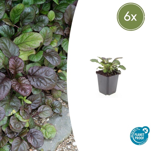 "6x Ajuga reptans 'Catlin's Giant's Riese' - ↕10-25cm - Ø9cm image"