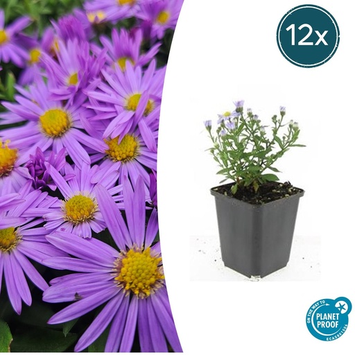 "12x Aster (D) 'Prof. Anton Kippenberg' - ↕10-25cm - Ø9cm image"