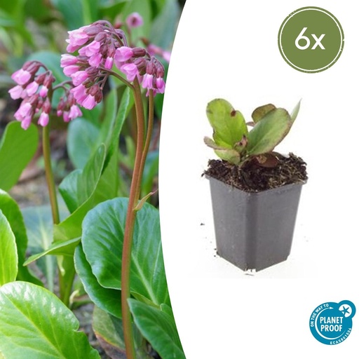 "6x Bergenia cordifolia 'Herbstblüte' - ↕10-25cm - Ø9cm image"