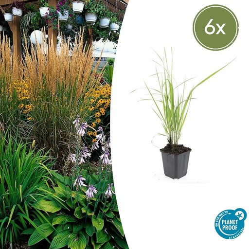 "6x Calamagrostis acut. 'Karl Foerster' - ↕10-25cm - Ø9cm image"