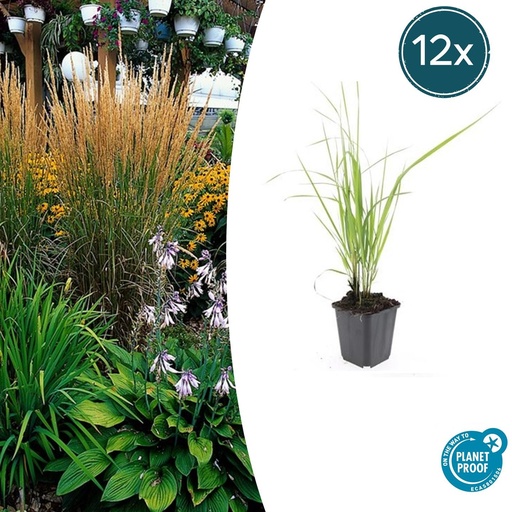 "12x Calamagrostis acut. 'Karl Foerster' - ↕10-25cm - Ø9cm image"