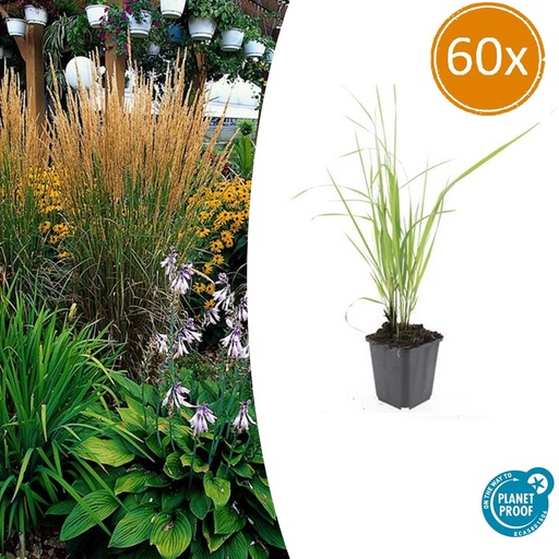 "60x Calamagrostis acut. 'Karl Foerster' - ↕10-25cm - Ø9cm image"