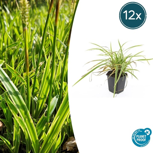 "12x Carex morrowii 'Aureovariegata' - ↕10-25cm - Ø9cm image"