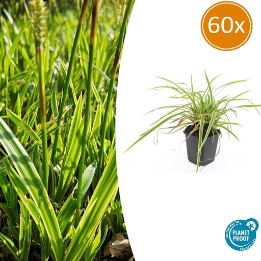 "60x Carex morrowii 'Aureovariegata' - ↕10-25cm - Ø9cm image"