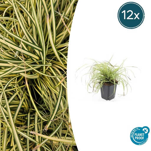 "12x Carex oshim. 'Evergold' - ↕10-25cm - Ø9cm image"