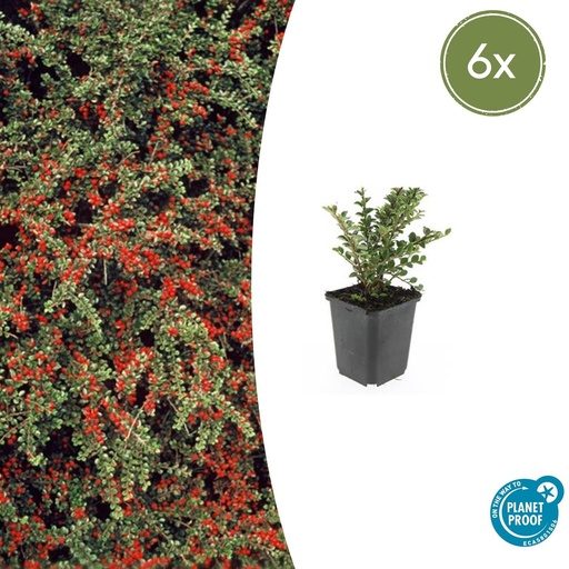 "6x Cotoneaster horizontalis - ↕10-25cm - Ø9cm image"