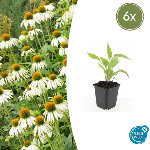 "6x Echinacea p. 'Weißer Schwan' - ↕10-25cm - Ø9cm image"