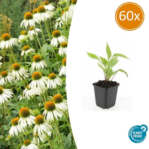 "60x Echinacea p. 'Weißer Schwan' - ↕10-25cm - Ø9cm image"
