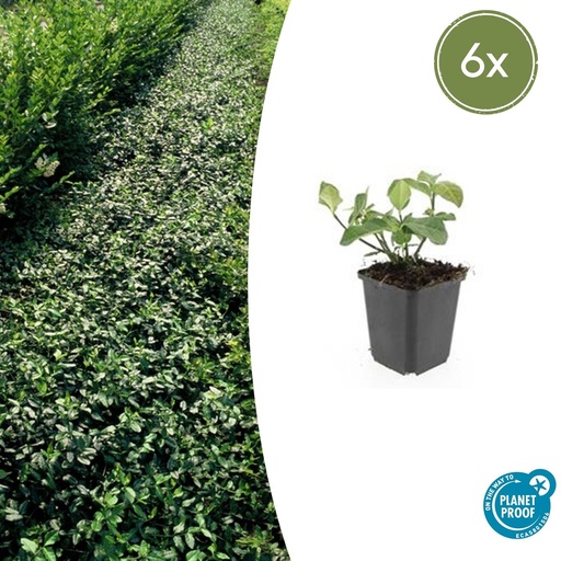 "6x Euonymus fort. 'Dart's Decke' - ↕10-25cm - Ø9cm image"