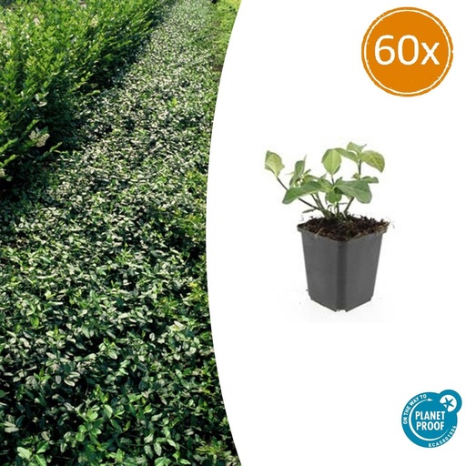 "60x Euonymus fort. 'Dart's Decke' - ↕10-25cm - Ø9cm image"