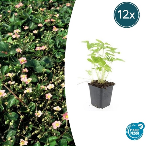 "12x Fragaria vesca - ↕10-25cm - Ø9cm image"