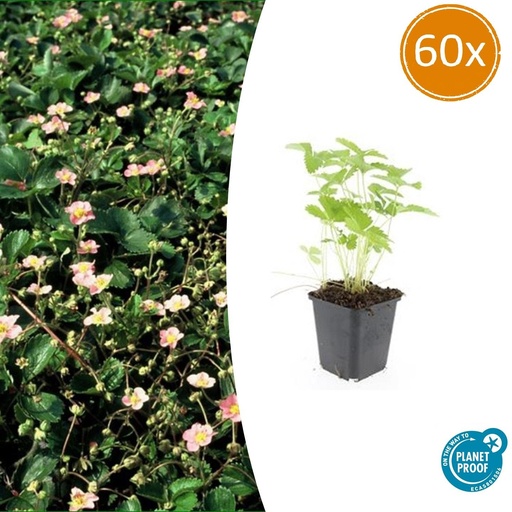 "60x Fragaria vesca - ↕10-25cm - Ø9cm image"