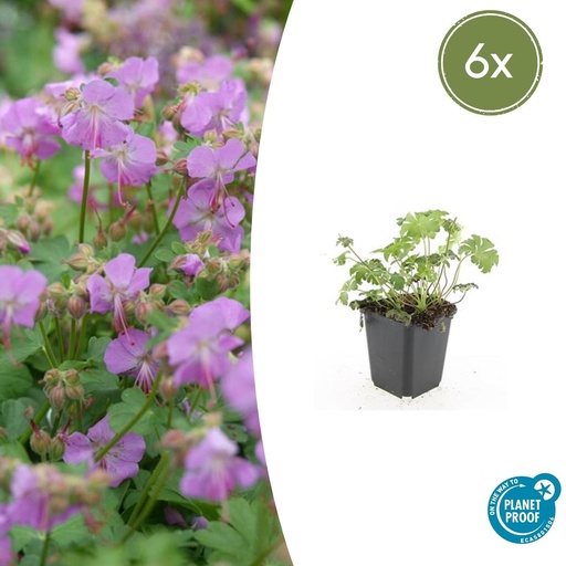 "6x Geranium cant. 'Cambridge' - ↕10-25cm - Ø9cm image"
