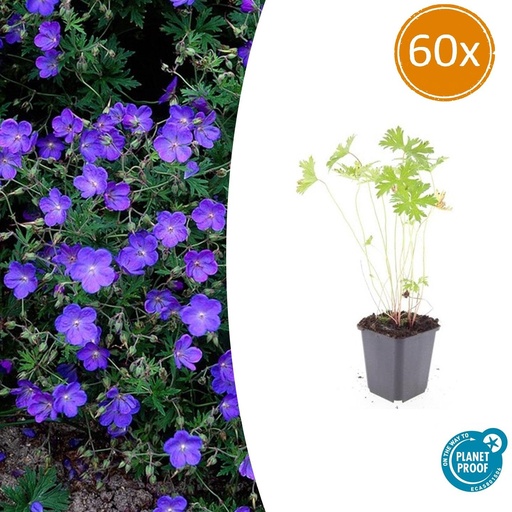 "60x Geranium 'Johnson's Blau' - ↕10-25cm - Ø9cm image"