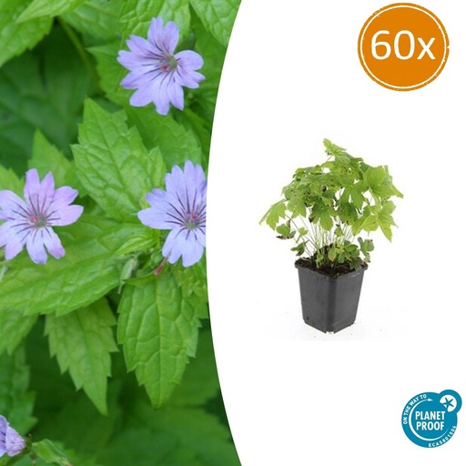 "60x Geranium nodosum - ↕10-25cm - Ø9cm image"