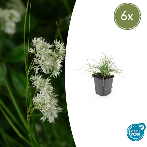 "6x Luzula nivea - ↕10-25cm - Ø9cm image"