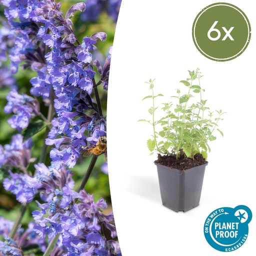 "6x Nepeta 'Sechs Hügel Riese' - ↕10-25cm - Ø9cm image"