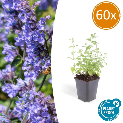 "60x Nepeta 'Six Hills Giant' - ↕10-25cm - Ø9cm image"