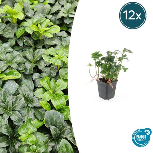 "12x Pachysandra term. 'Grüner Glanz' - ↕10-25cm - Ø9cm image"