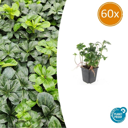 "60x Pachysandra term. 'Grüner Glanz' - ↕10-25cm - Ø9cm image"