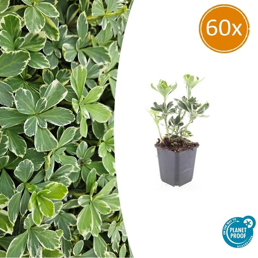 "60x Pachysandra term. 'Variegata' - ↕10-25cm - Ø9cm image"