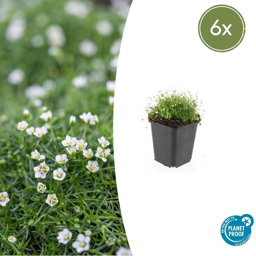 "6x Sagina subulata - ↕10-25cm - Ø9cm image"