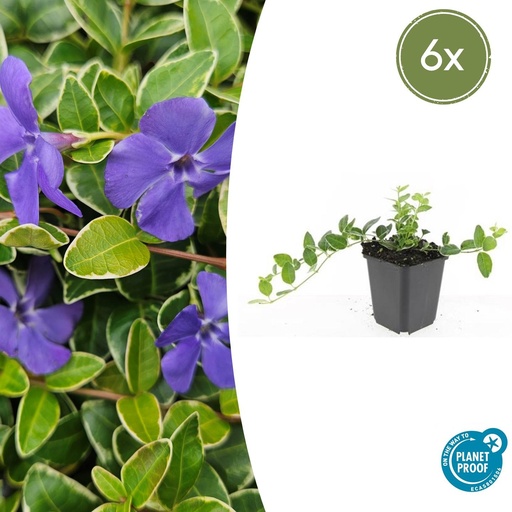 "6x Vinca minor 'Argenteovariegata' - ↕10-25cm - Ø9cm image"