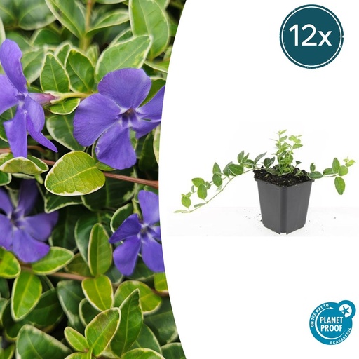 "12x Vinca minor 'Argenteovariegata' - ↕10-25cm - Ø9cm image"