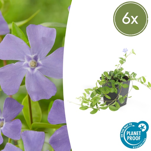 "6x Vinca minor 'La Grave' - ↕10-25cm - Ø9cm image"