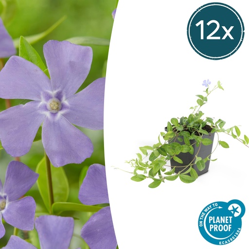 "12x Vinca minor 'La Grave' - ↕10-25cm - Ø9cm image"
