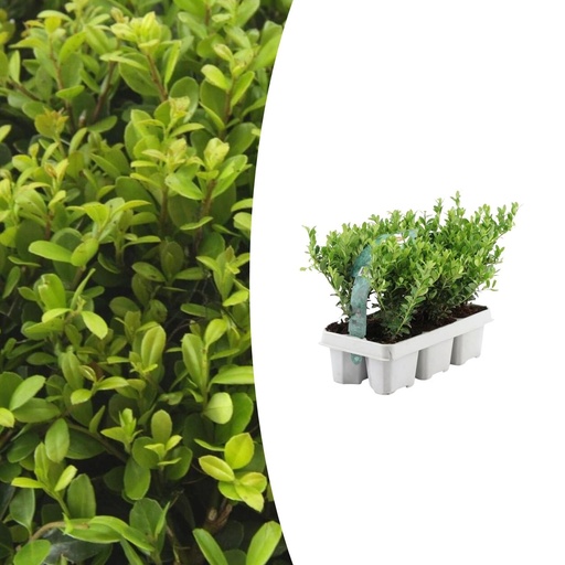 "1x 6er Set Ilex crenata 'Jenny' - 6 x Ø7 cm - ↕15 cm image"