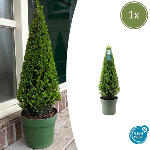 "1x Ilex Pyramide 55 cm hoch | Ø 21 cm image"